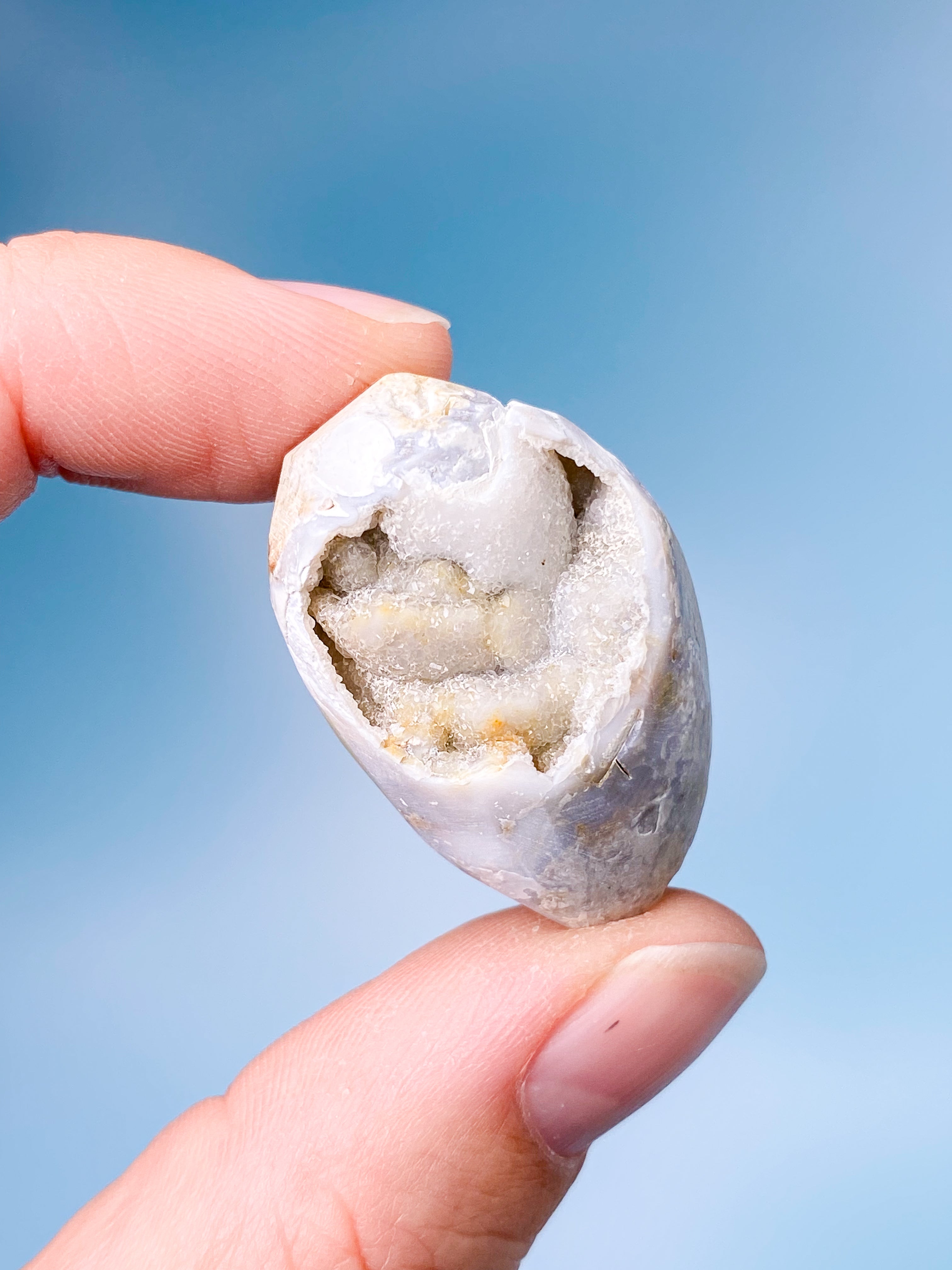Druzy Konkylie Fossil (Nr. 2)