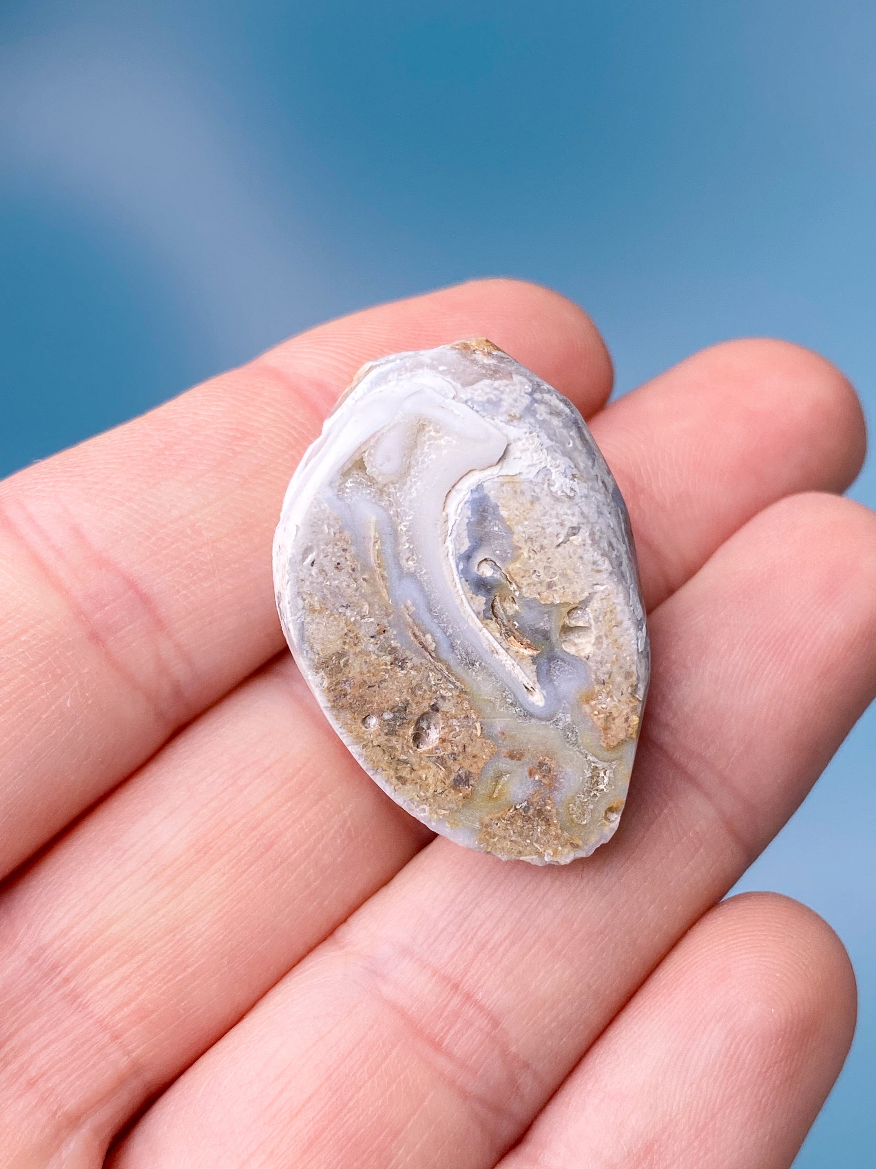 Druzy Konkylie Fossil (Nr. 2)