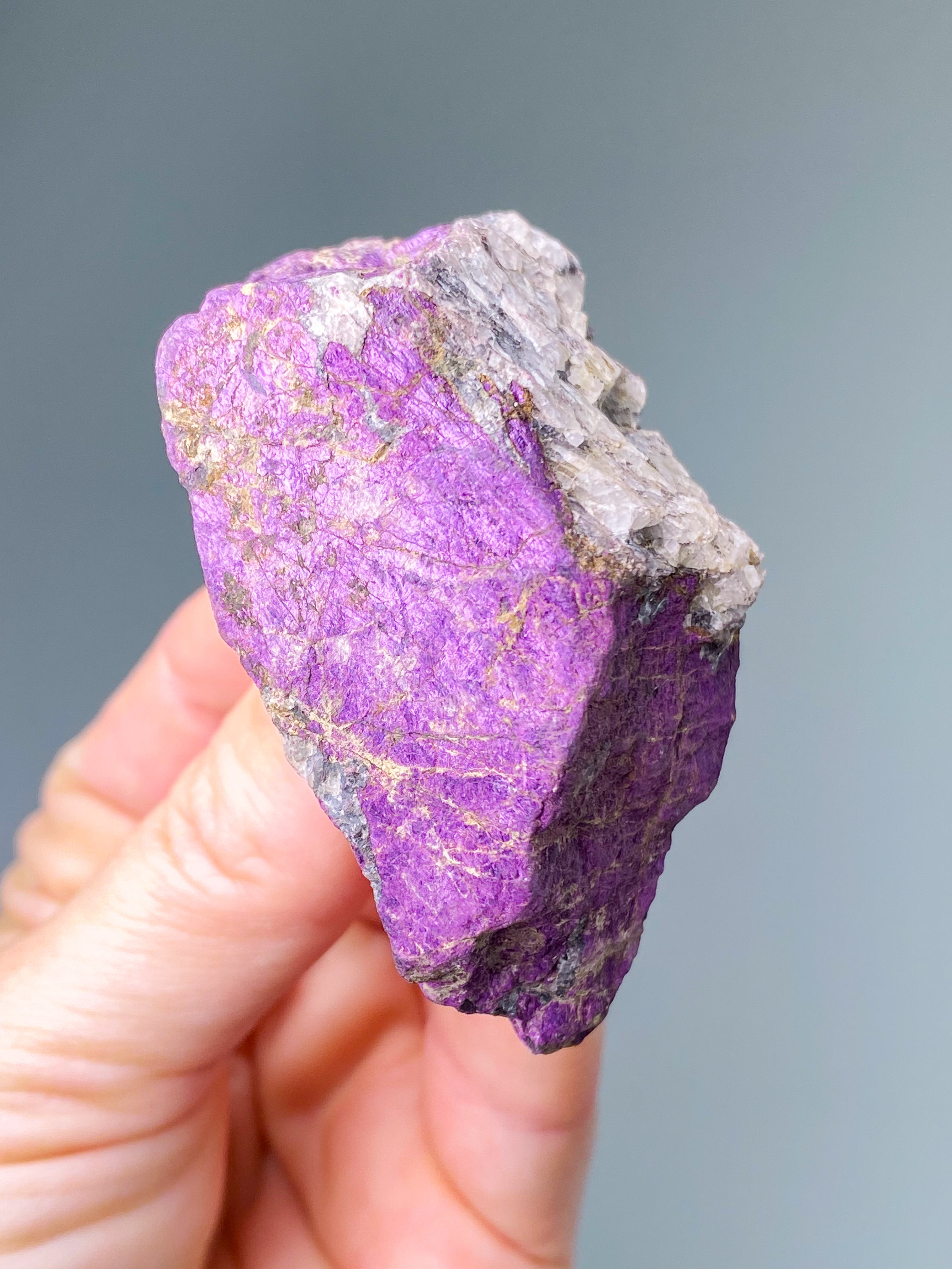 Purpuritpolerad (nr 1)