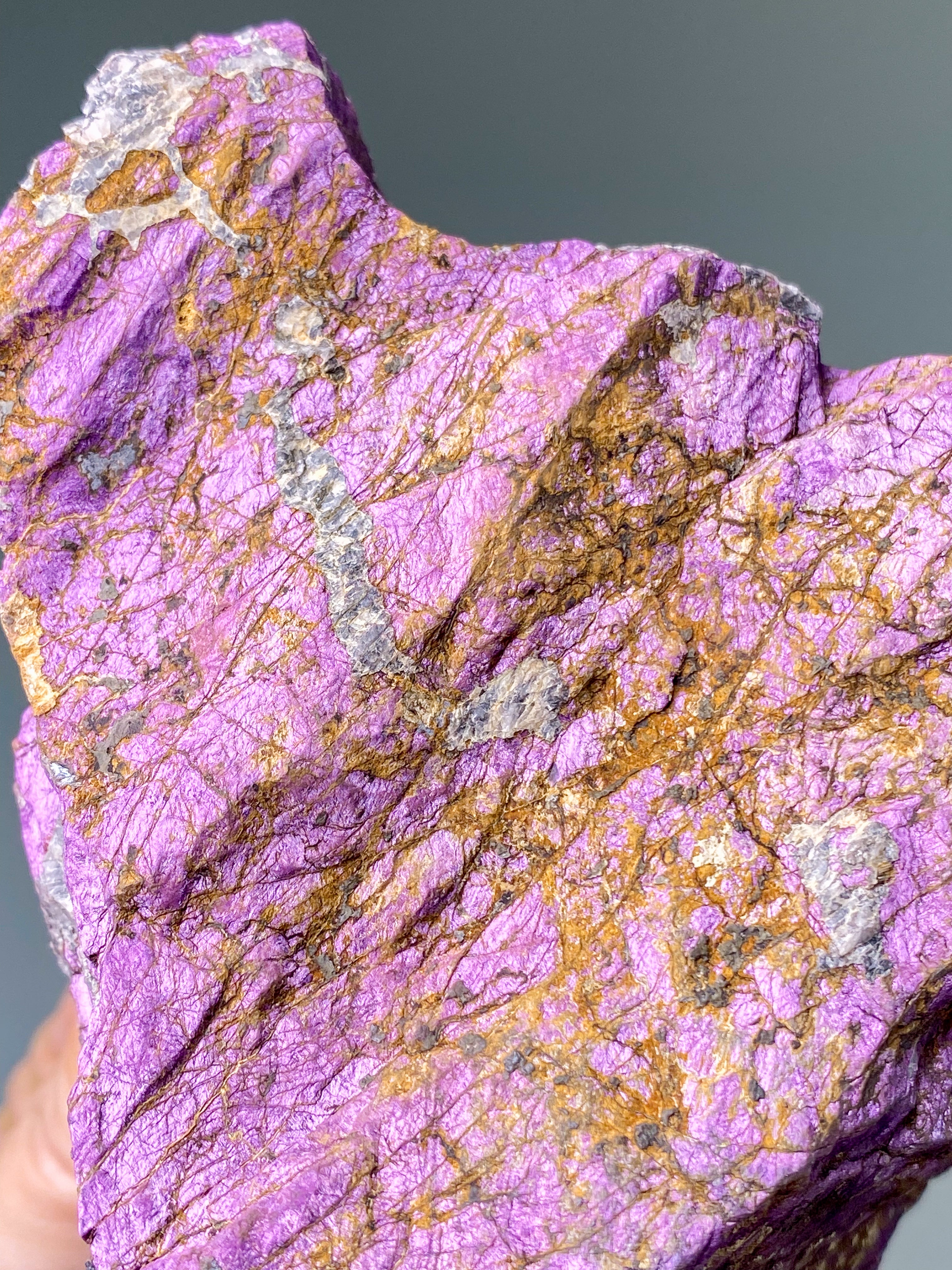 Purpuritpolerad (nr 1)