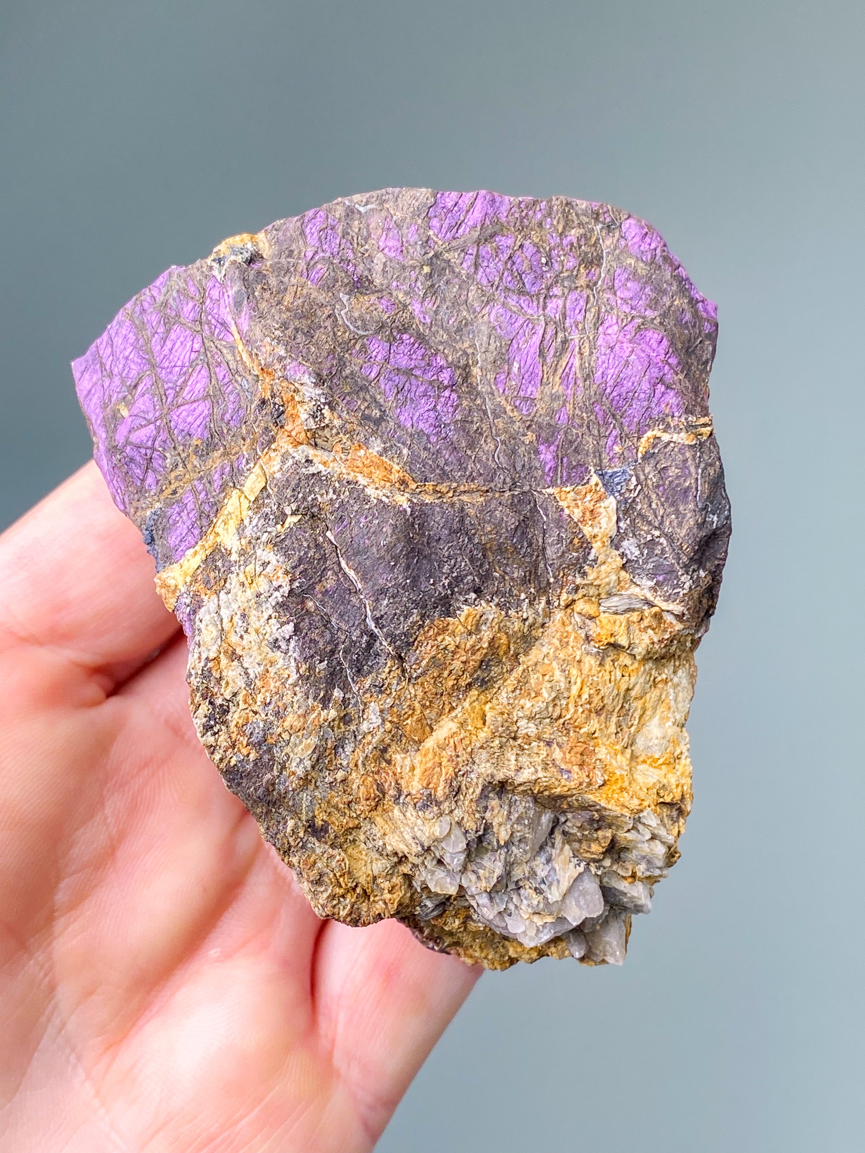 Purpuritpolerad (nr 1)