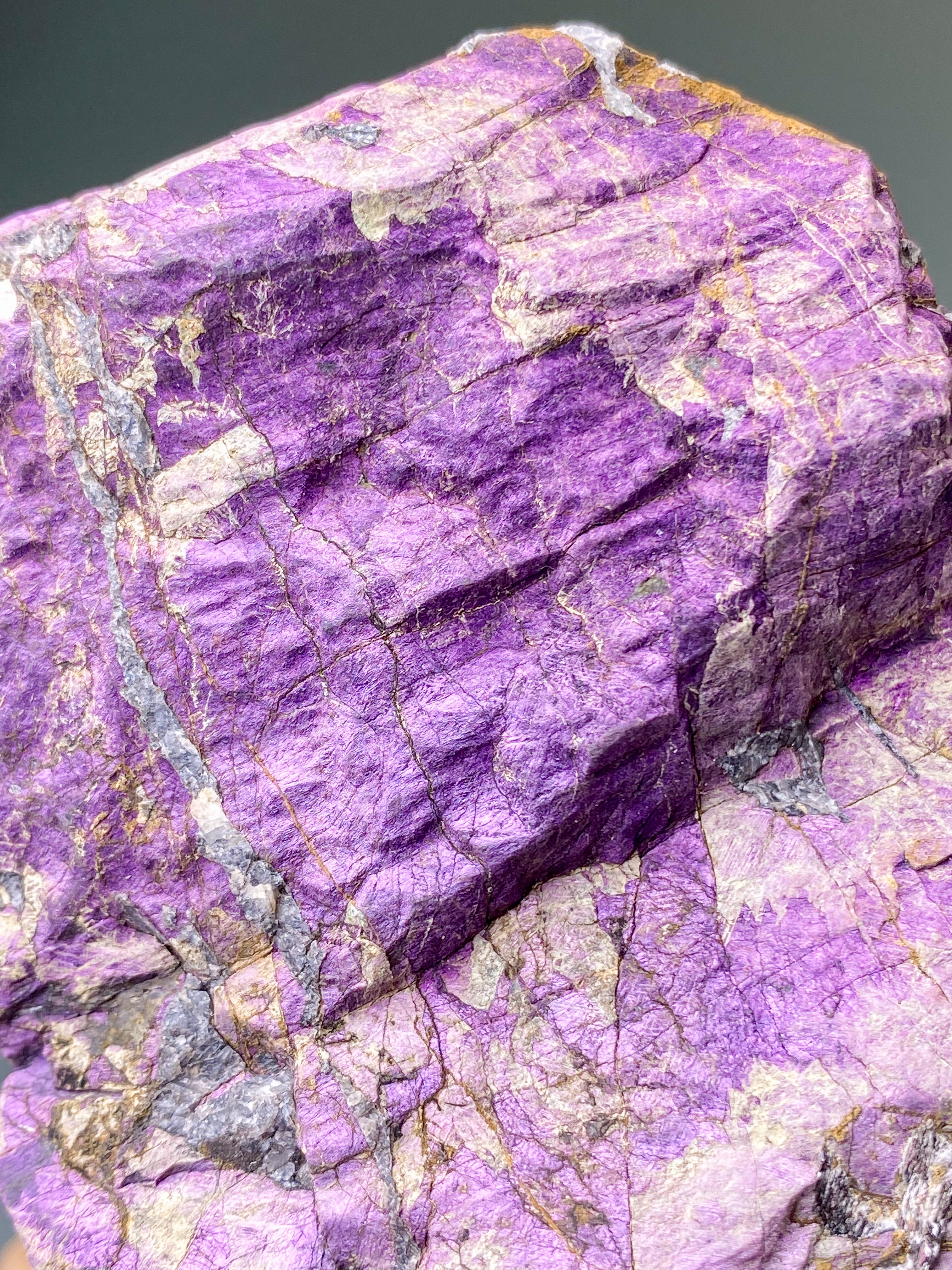 Purpuritpolerad (nr 1)