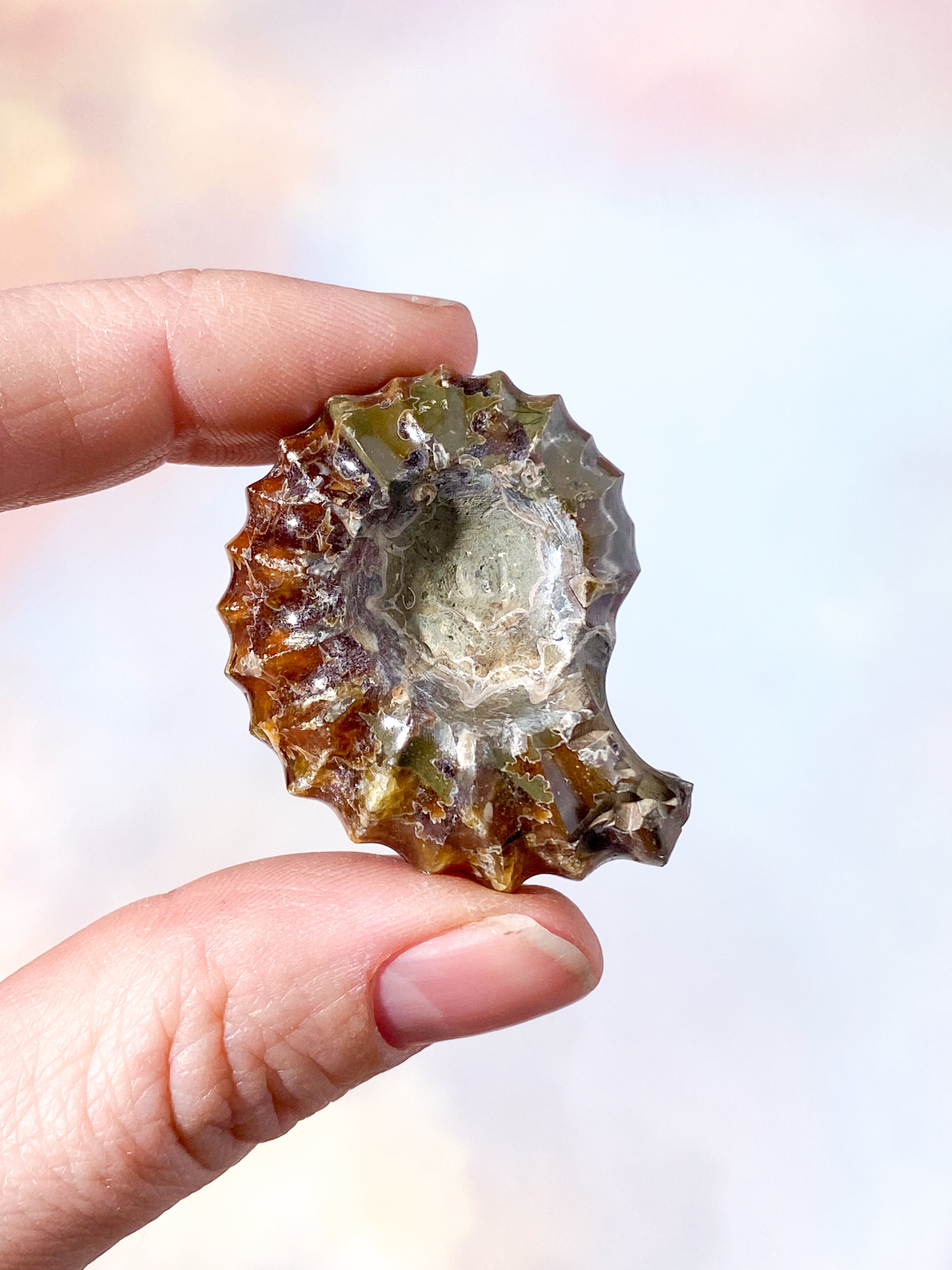 Douvilleiceras Ammonitfossil (nr 6)