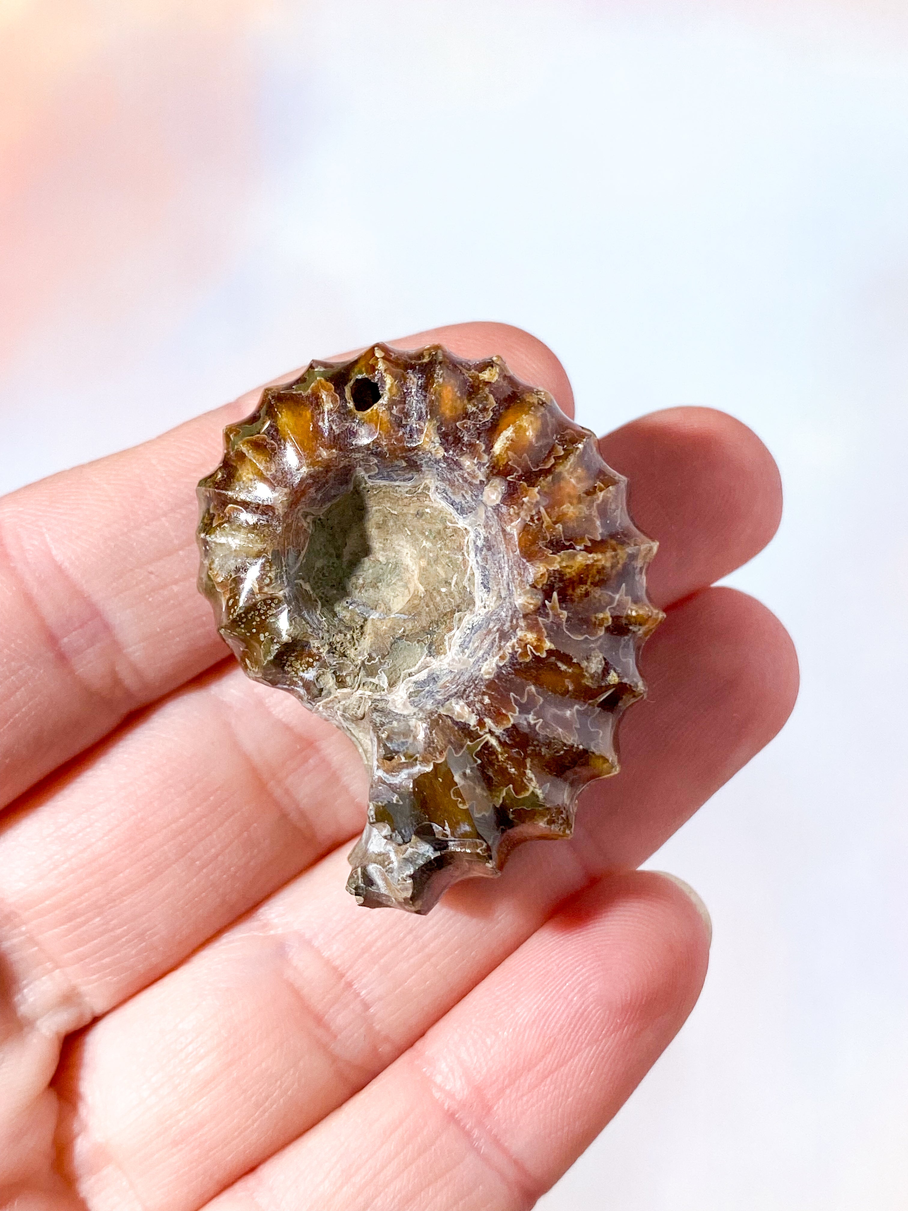 Douvilleiceras Ammonitfossil (nr 6)