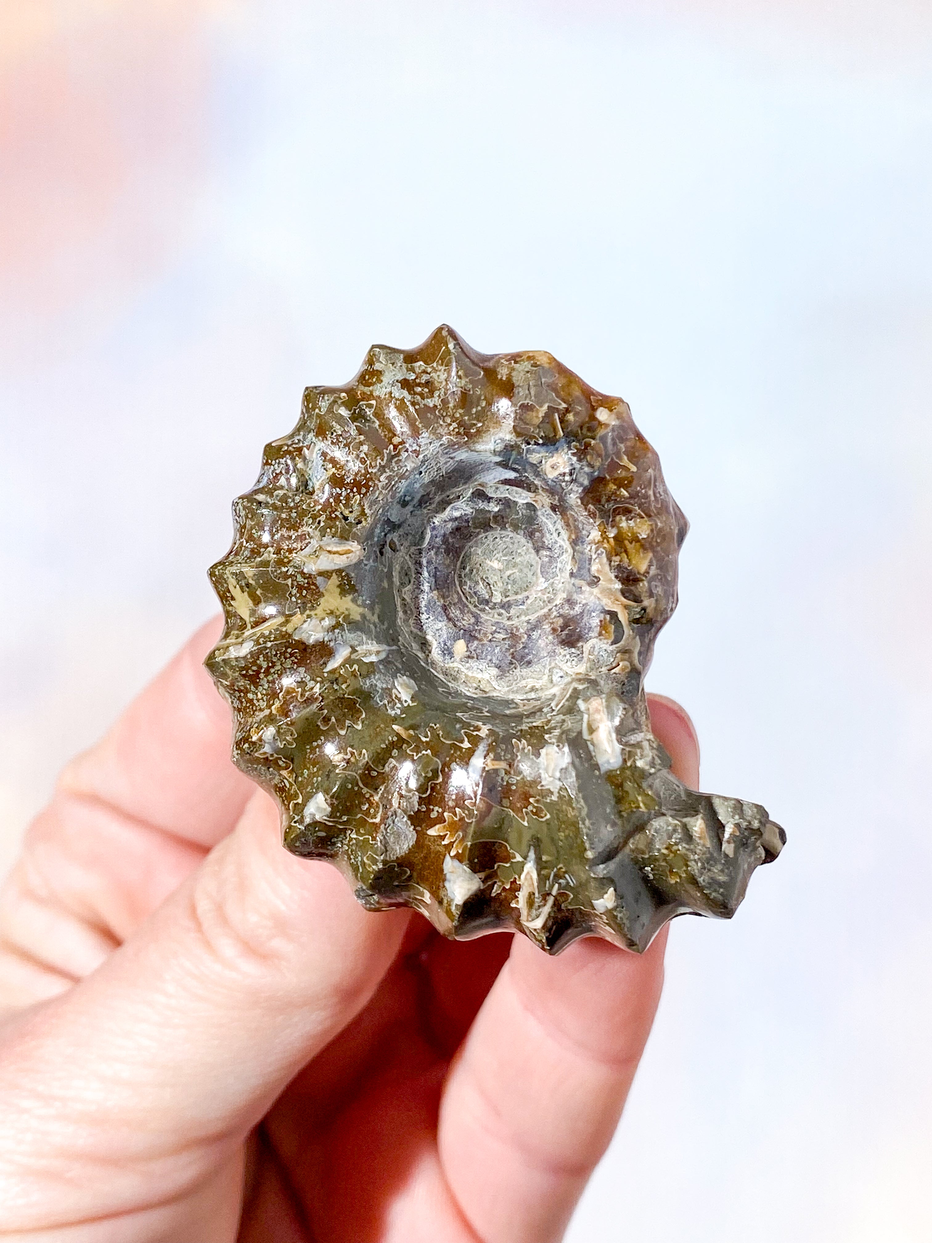 Douvilleiceras ammonitfossil (nr 8)