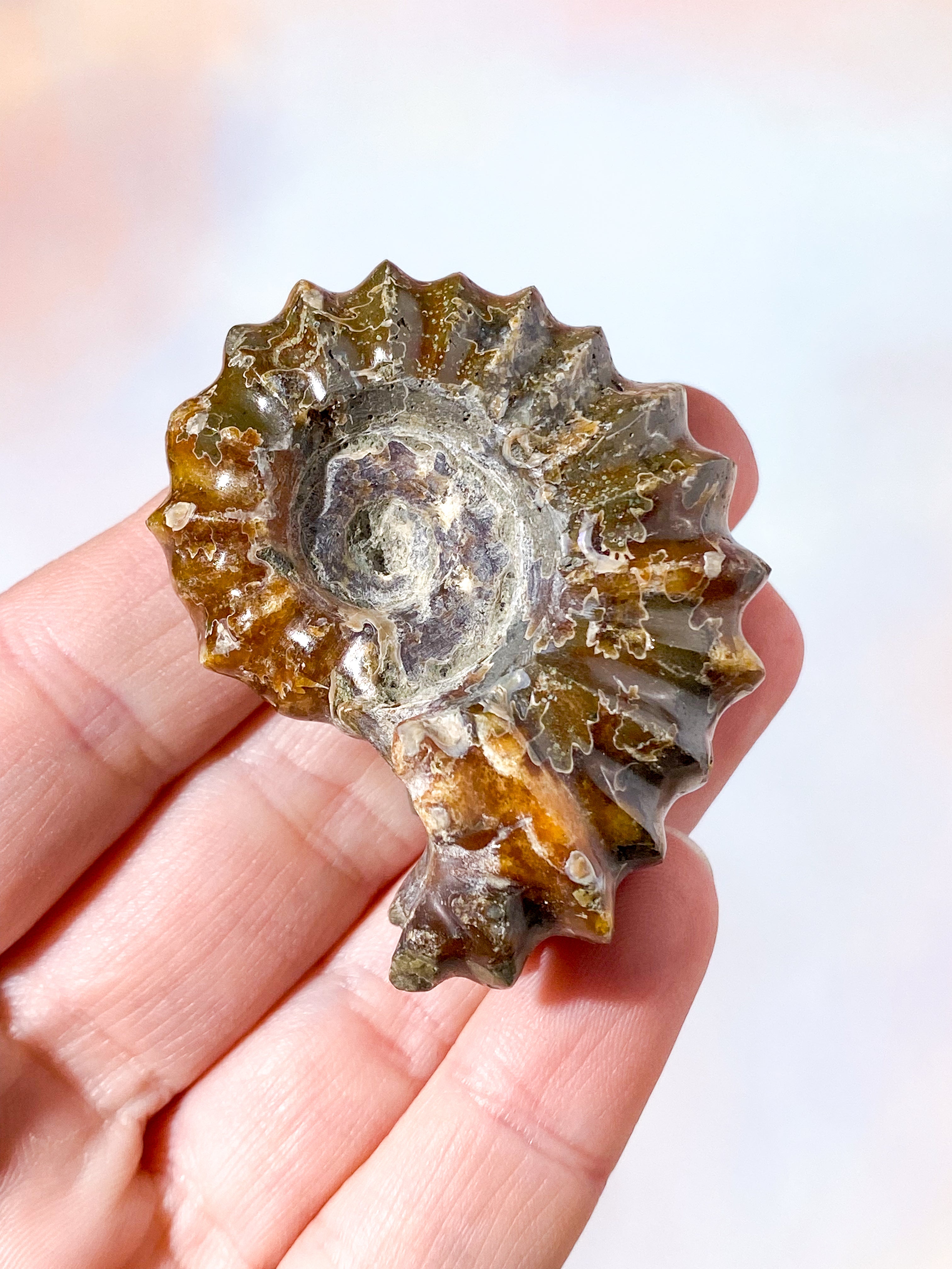 Douvilleiceras ammonitfossil (nr 8)