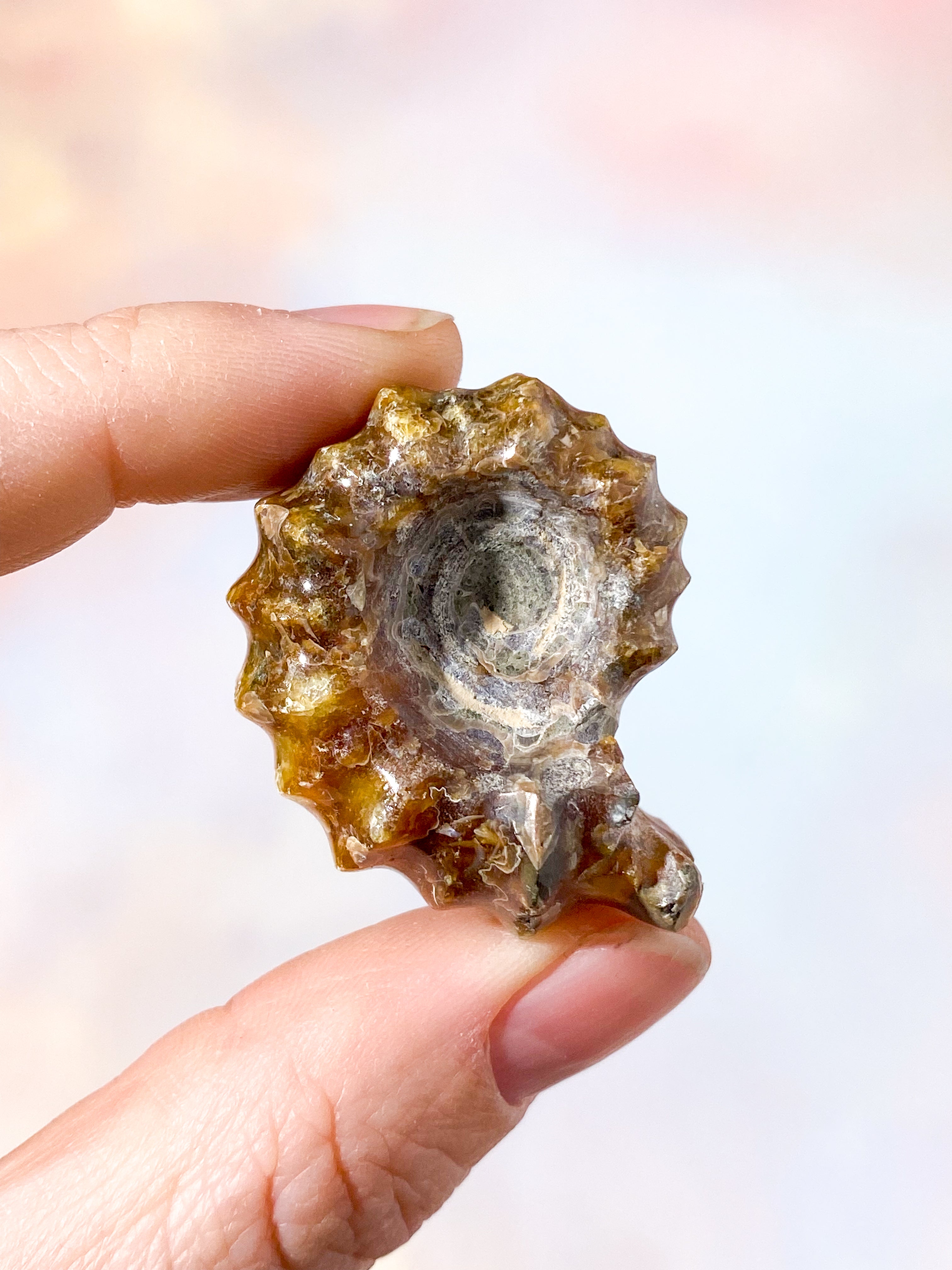 Douvilleiceras Ammonitfossil (nr 13)