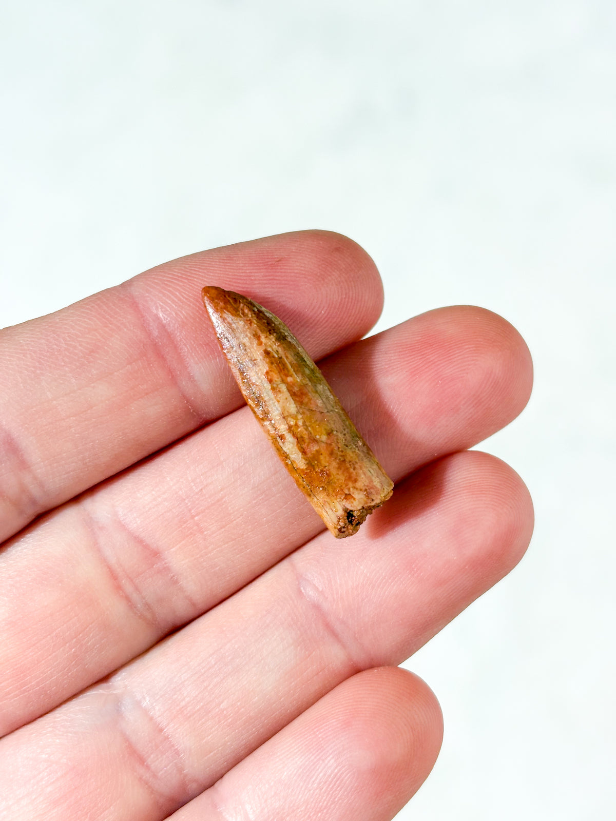 Rebbachisaurus Tand Fossil (Nr. 2)