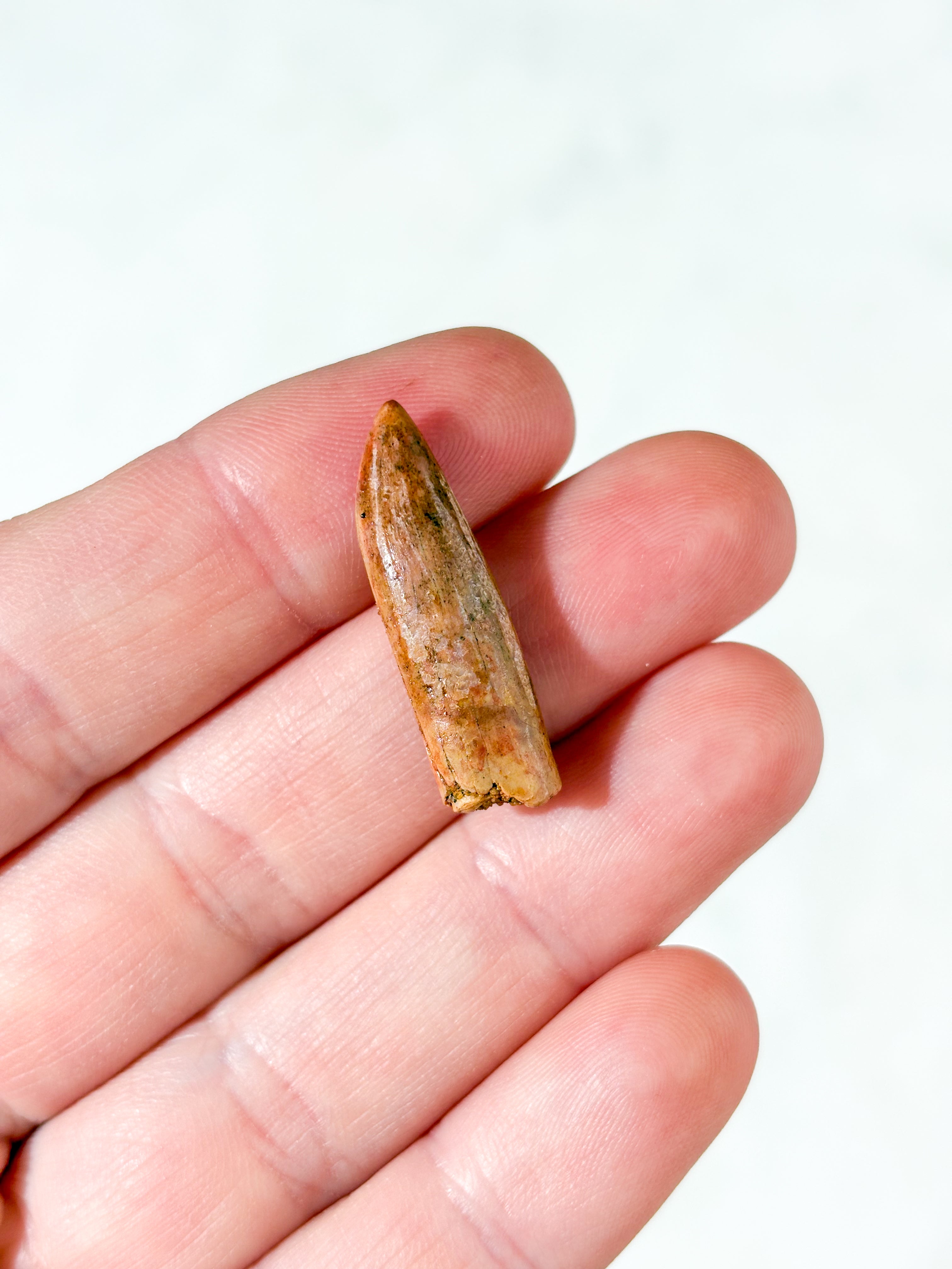 Rebbachisaurus Tand Fossil (Nr. 2)