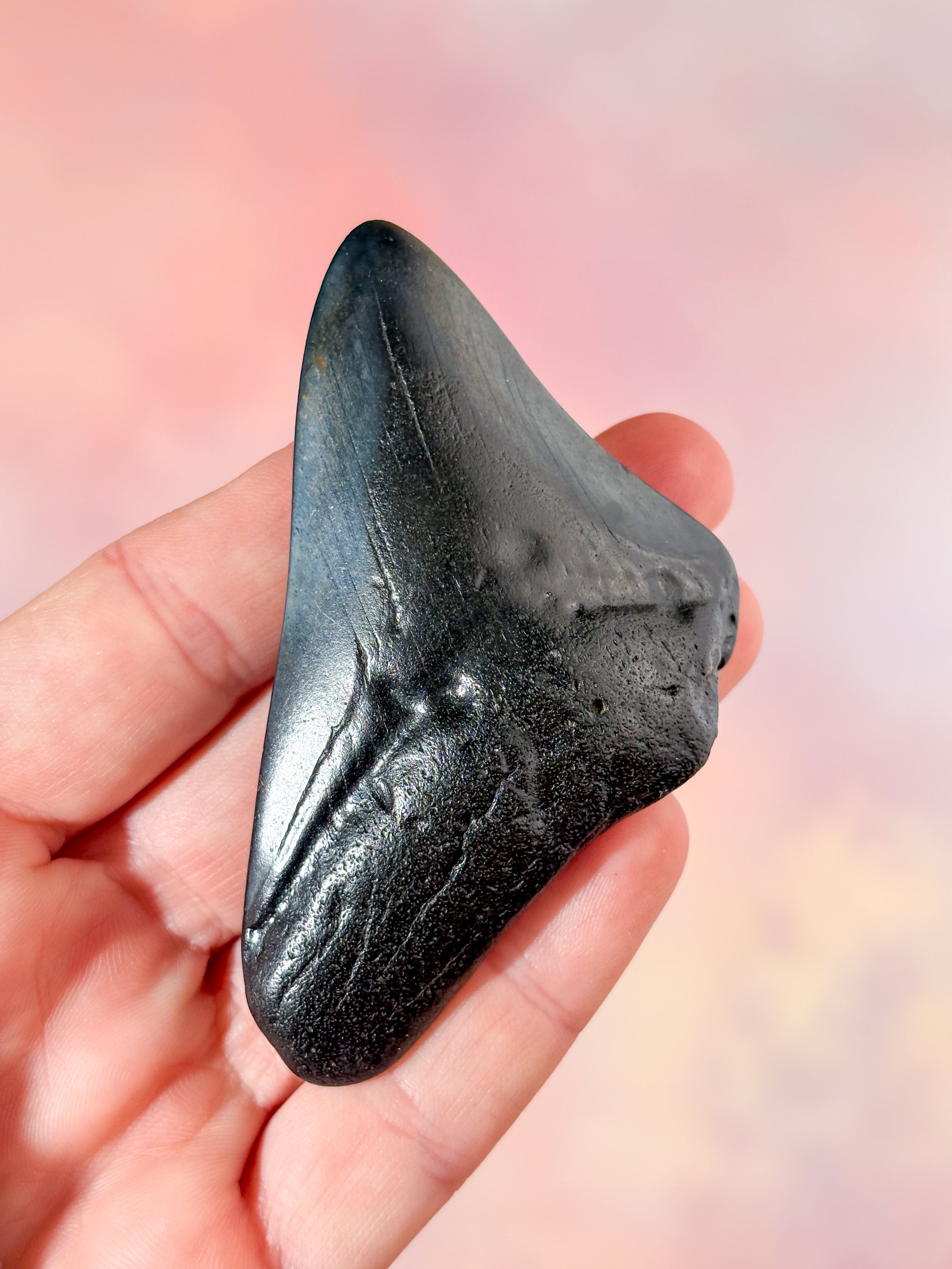 Megalodon Tand Fossil (Nr. 1)