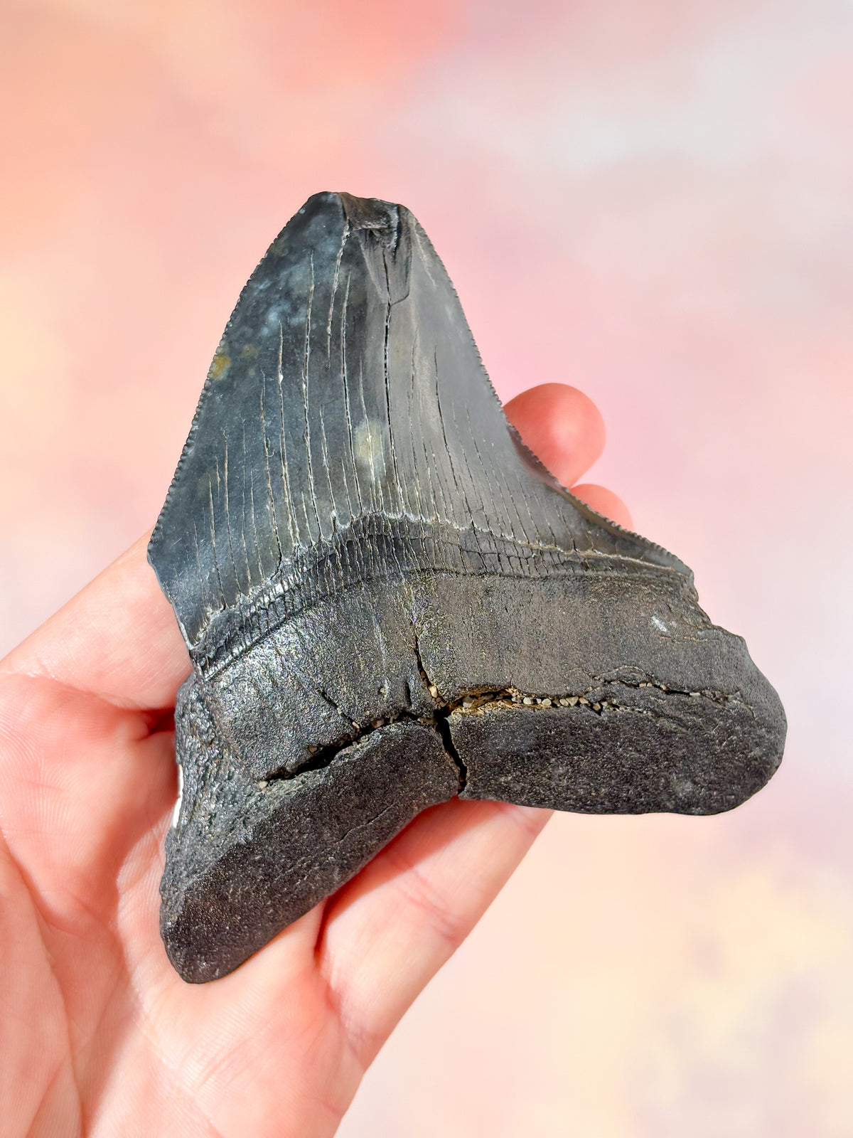 Megalodon Tand Fossil (Nr. 3)