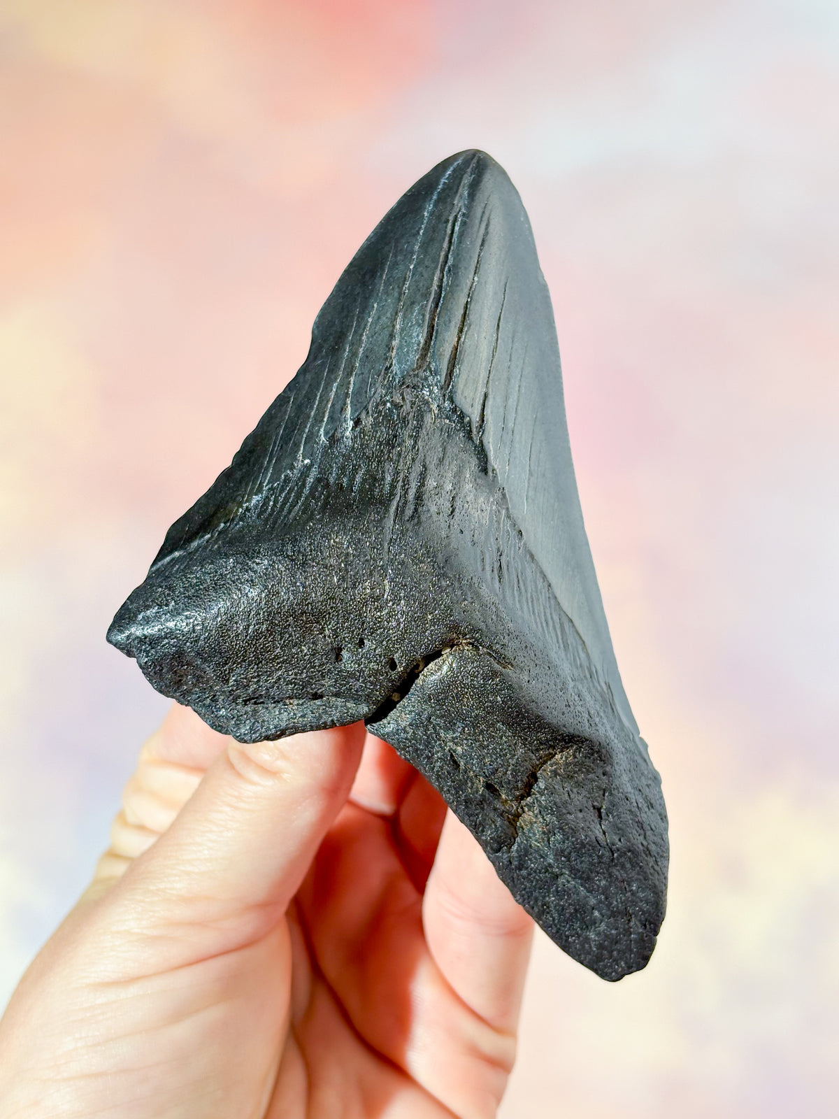 Megalodon Tand Fossil (Nr. 4)