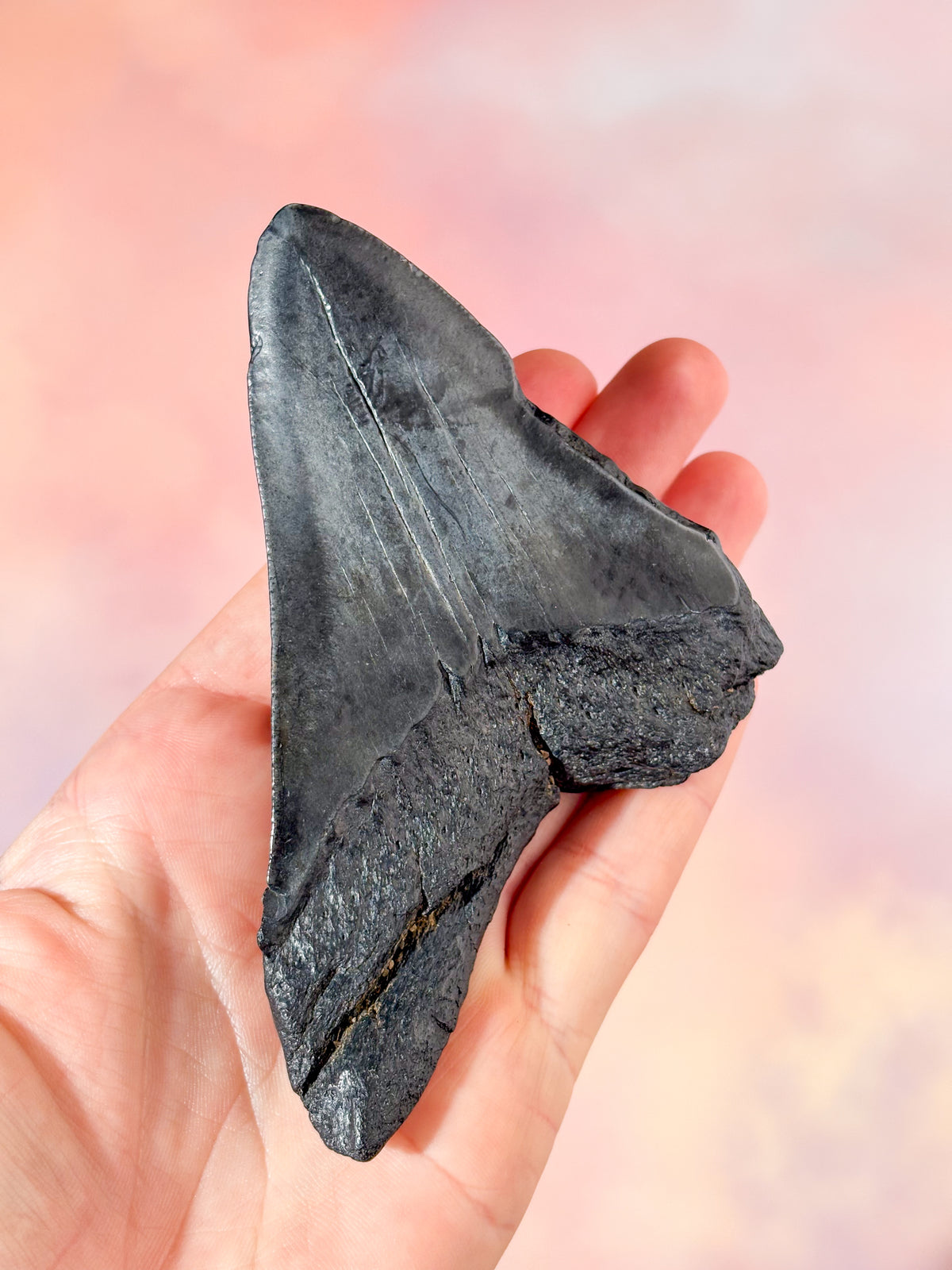 Megalodon Tand Fossil (Nr. 4)