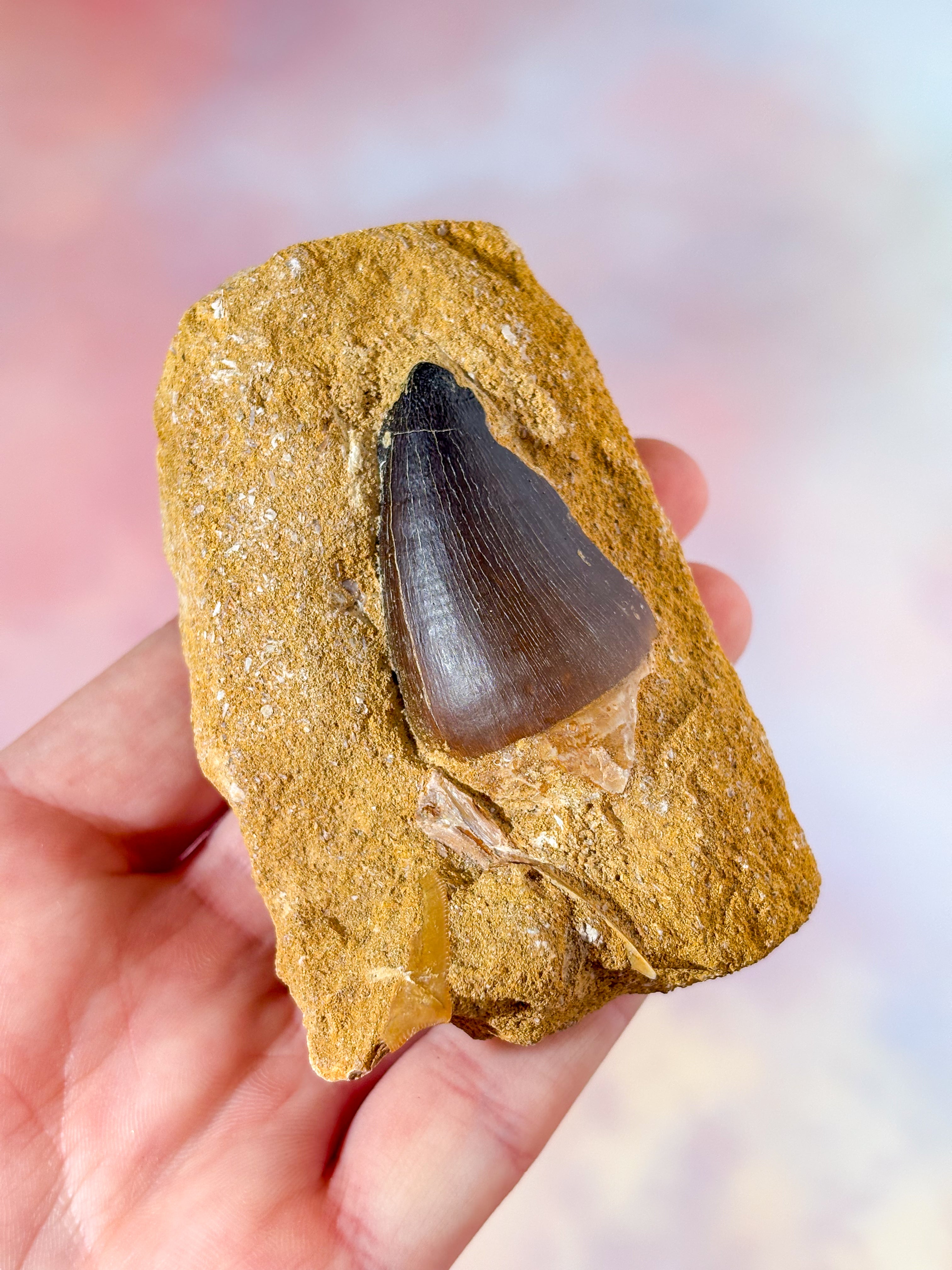 Mosasaurus Tand I Sten - Fossil (Nr. 1)