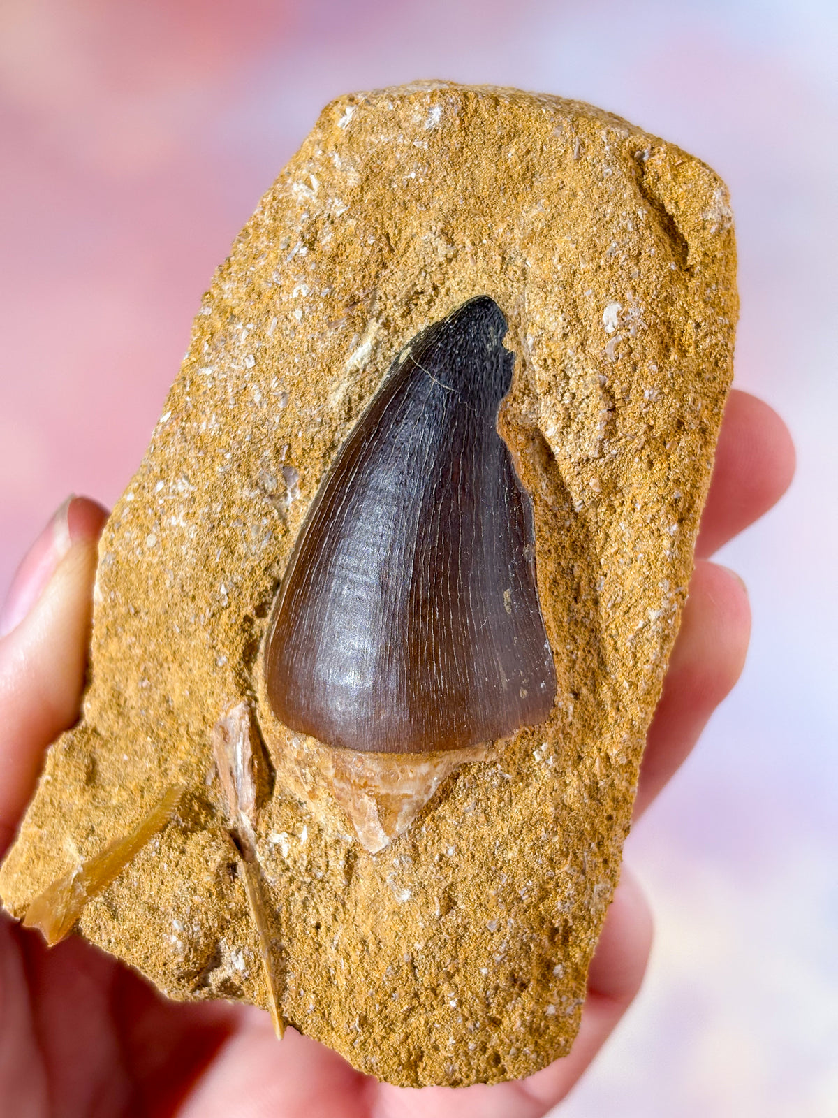 Mosasaurus Tand I Sten - Fossil (Nr. 1)