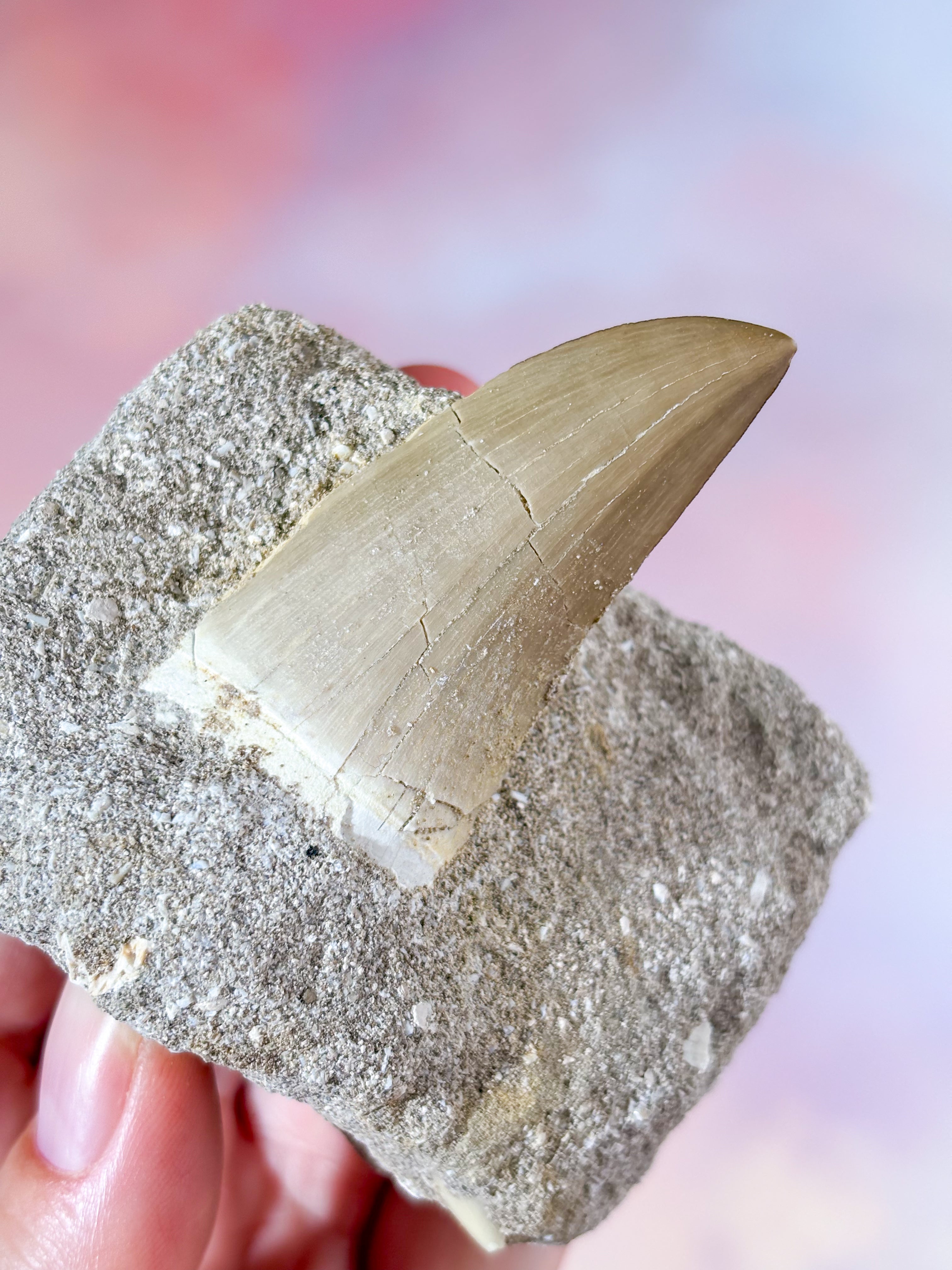 Mosasaurus Tand I Sten - Fossil (Nr. 3)