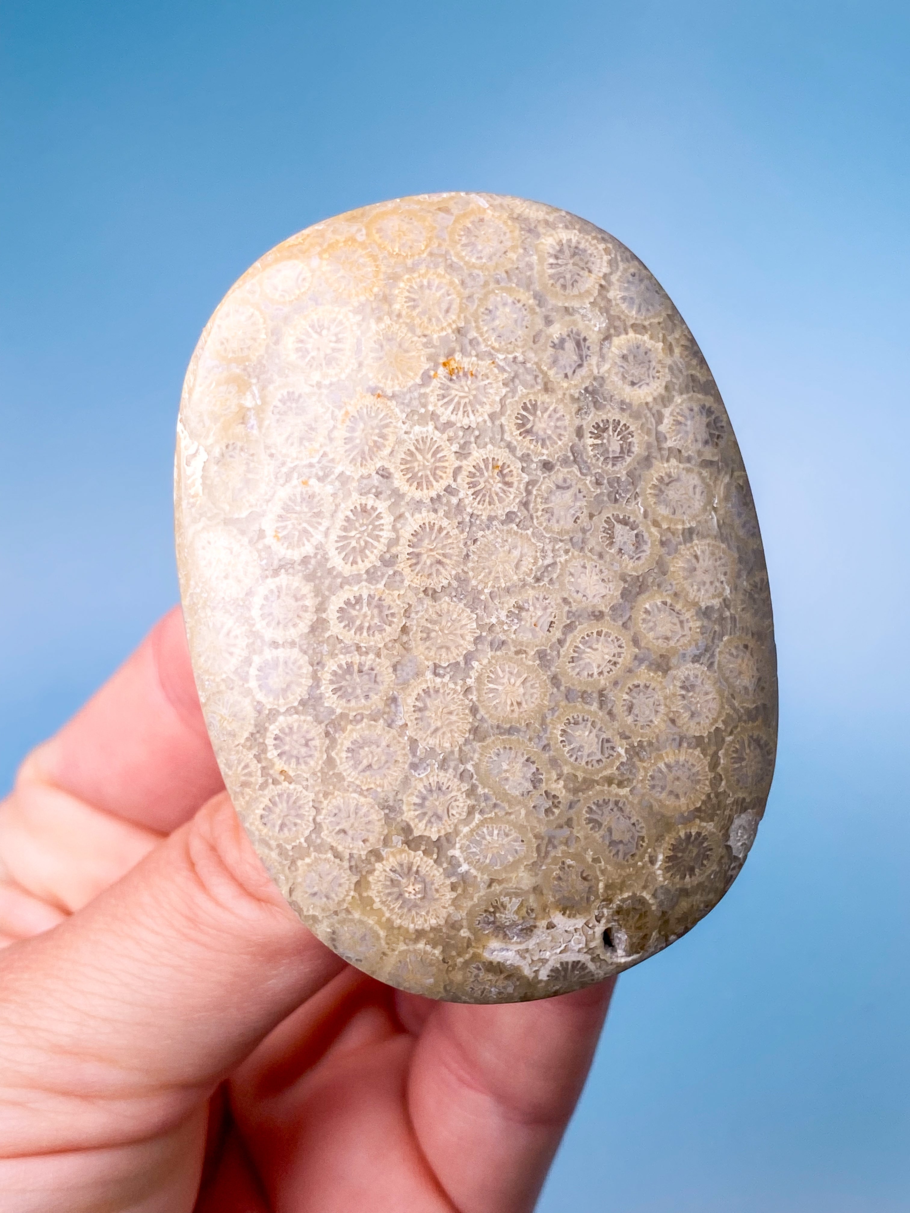 Koralrods Fossil Palmstone (Nr. 4)