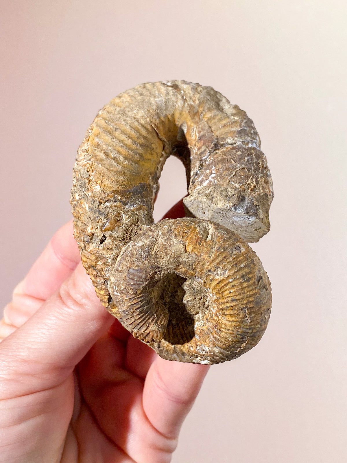 Heteromorf ammonit (nr 3)